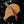 Load image into Gallery viewer, Damascus Steel Folding Knife Tanto Blade Dyed Bone Handle and Copper Bolster Titan Pocket Samurai
