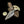 Load image into Gallery viewer, Carbon Steel Push Dagger Bone Handle TC-50