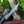 Load image into Gallery viewer, Damascus Steel Custom Flay Knife with Craved Grips TK-051