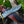 Load image into Gallery viewer, Damascus Steel Handmade Bowie knife with Checkered Wood TK-057 Limited Run