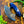 Load image into Gallery viewer, Damascus Steel Alaskan Ulu knife