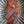 Load image into Gallery viewer, Damascus Steel Folding Knife Tanto Blade Engraved Walnut Handle and Copper Bolster Titan Pocket Samurai X TF-012