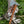 Load image into Gallery viewer, Arrival - Cherokee Style Damascus Peace Pipe