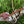 Load image into Gallery viewer, Arrival - Cherokee Style Damascus Peace Pipe