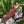 Load image into Gallery viewer, A classic all-round blade profile / Drop Point Damascus Blade TD-102