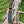 Load image into Gallery viewer, A.4 Stag Horn Hunting Knife Titan Buck Star