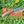 Load image into Gallery viewer, Hand Forged Clever Style Carbon Blade by Titan TC-006