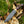Load image into Gallery viewer, A.4 Stag Horn Hunting Knife Titan Buck Star