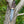 Load image into Gallery viewer, A.4 Stag Horn Hunting Knife Titan Buck Star