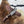 Introducing the Titan TK-060 Damascus Steel Skinner Knife with Rosewood & Stag Grip