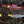 Load image into Gallery viewer, Titan The Golden Serpent TK-413
