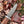 Ironwood Stalker TK-214 Damascus steel knife by Titan International Knives