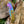 Damasucs Pocket Knife exquisite engraved bolster by Titan TF-015
