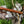 Arrival - Cherokee Style Damascus Peace Pipe