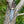 A.4  Stag Horn Hunting Knife Titan Buck Star